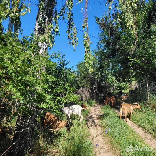 Козье молоко