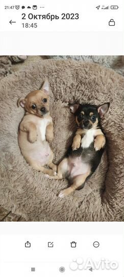 Щенки чихуахуа