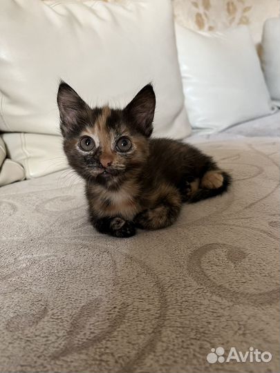 Котята