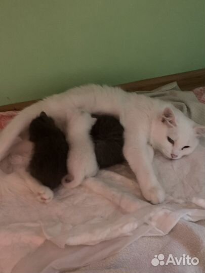 Котята турецкой ангоры