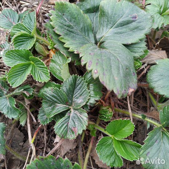 Клубника сорт Елизавета