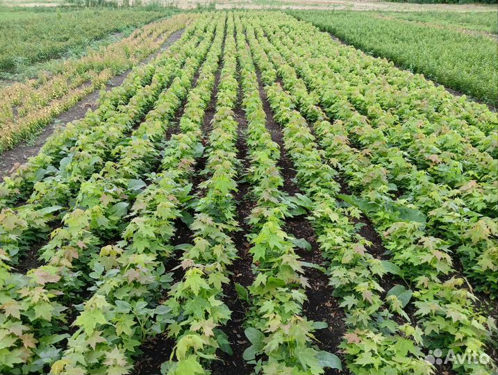 Подвой антипка яблоня груша алыча клён