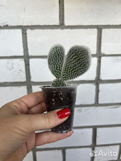 Опунция мелковолосистая