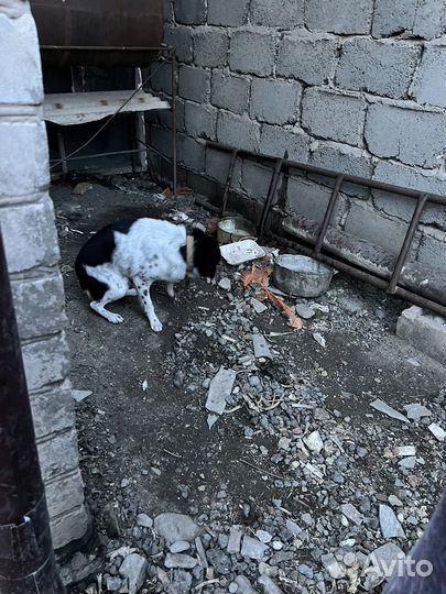 Отдам в добрые руки
