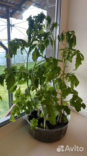 Рассада помидор