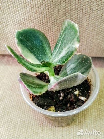 Крассулы древовидные