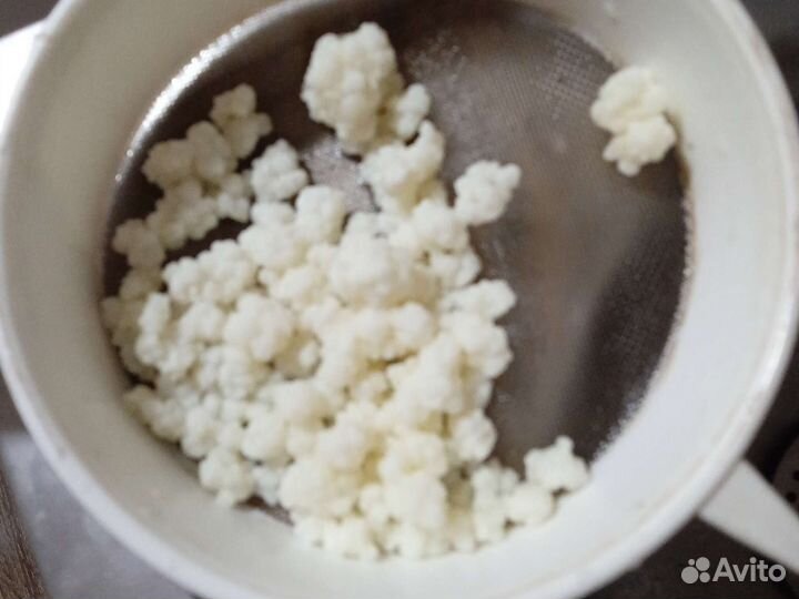 Кефирный тибетский молочный гриб