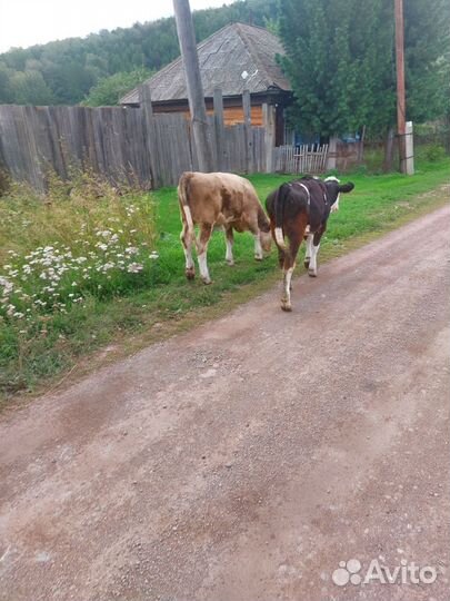 Корова с теленком