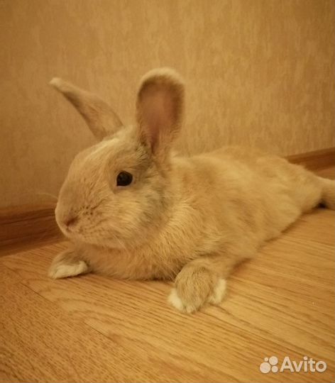 Кролик