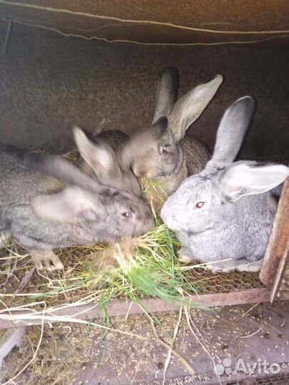 Кролики мясных пород великаны