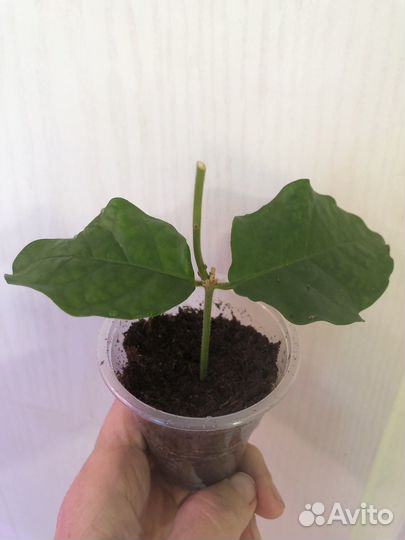 Жасмин комнатный