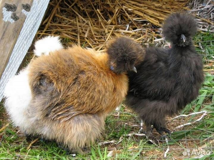Китайские шёлковые цыплята и взрослые