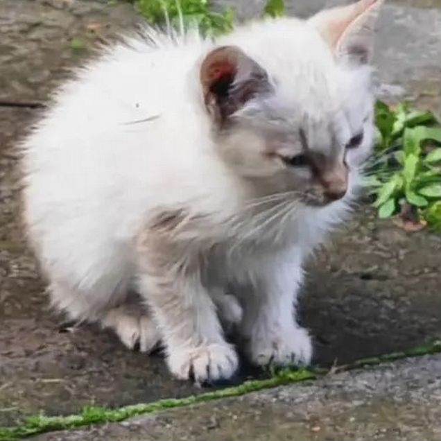 Котёнок в добрые руки