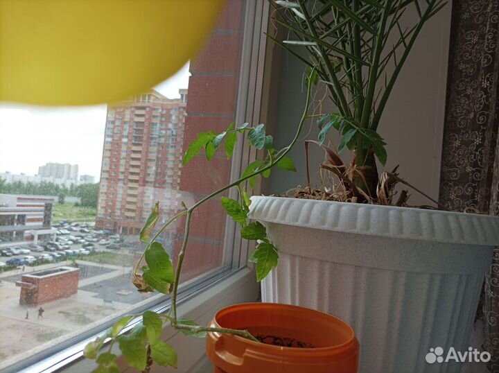 Рассада подросшая томаты черри