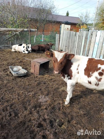 Бычок продаётся