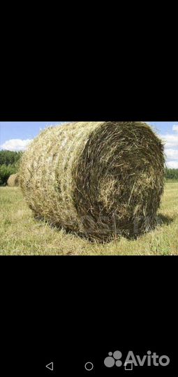 Продам сено в рулонах