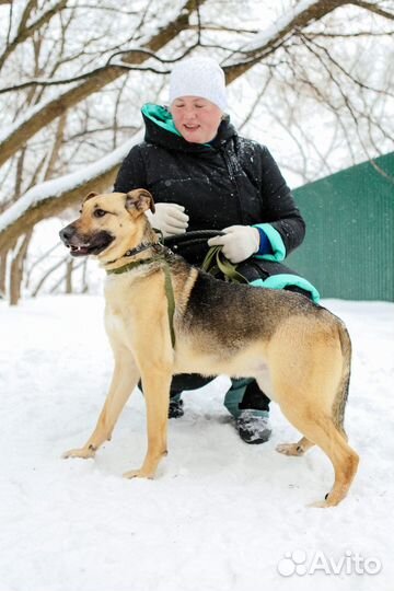 Арнольд в добрые руки