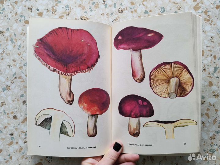 Книга Грибное лукошко с цветными иллюстрациями