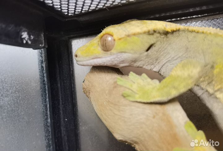 Ресничный бананоед. Девочка