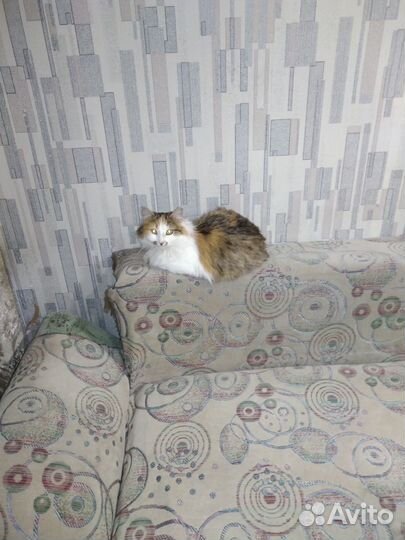 Отдам в добрые руки