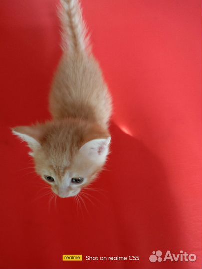 Котята ищут новый дом