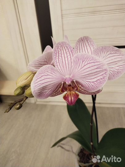 Орхидея фаленопсис