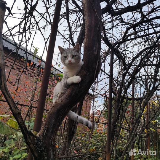 Кошка в дар