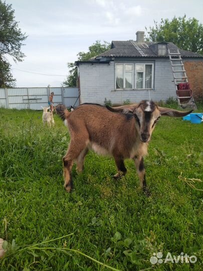 Альпийские и альпийско-зааненские козы