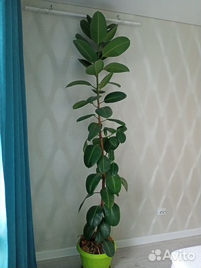 Офисный компактный большемер