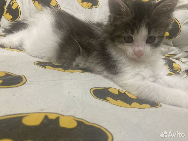 Котята мейн-кун смесь с курильский бобтейл