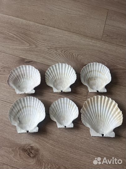 Ракушки морского гребешка