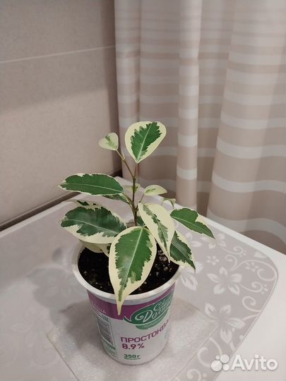 Комнатные растения цветы:кротон,фикус бендж,драцен