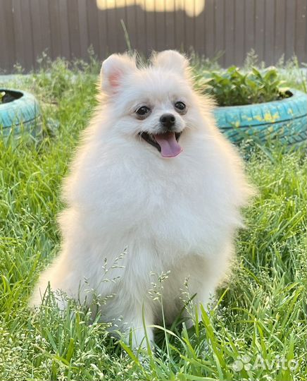 Померанский щпиц девочка