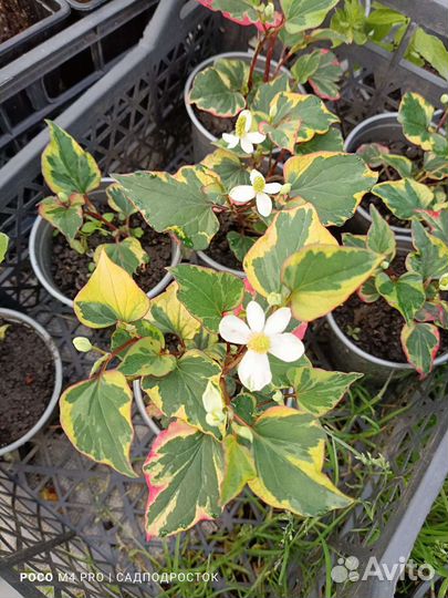 Растения для сада