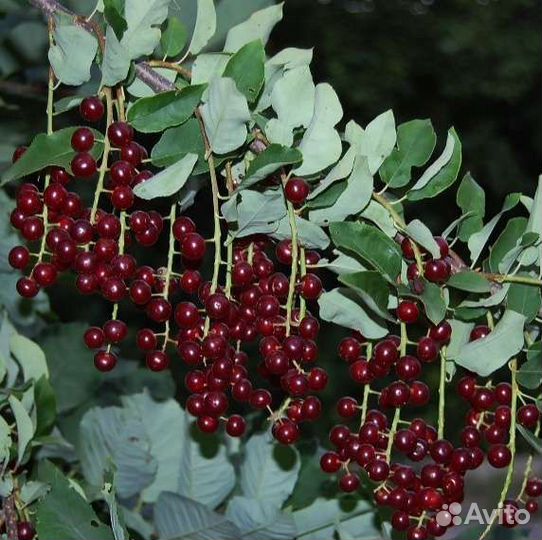 Саженцы ирги и др