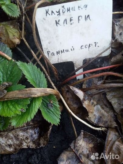 Рассада клубники