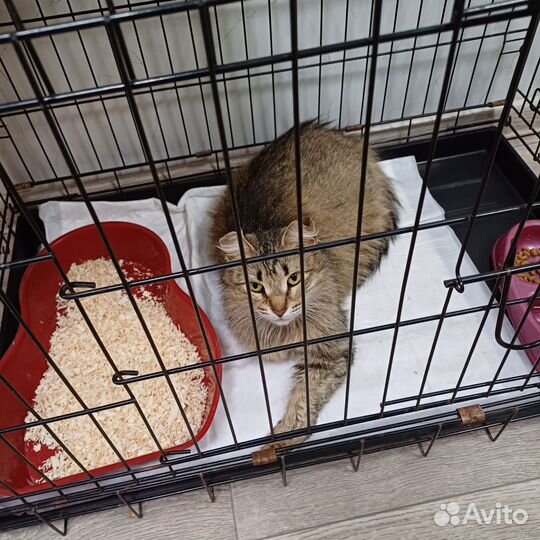 Кошка в дар