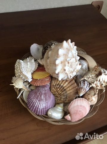 Ракушки