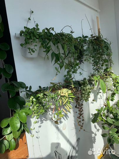 Хойи и дисхидии