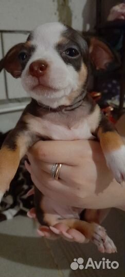 Продам чихуахуа щенков