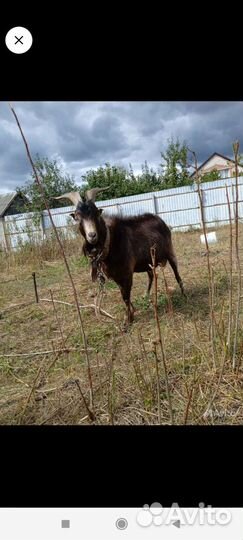 Козел Ламанча