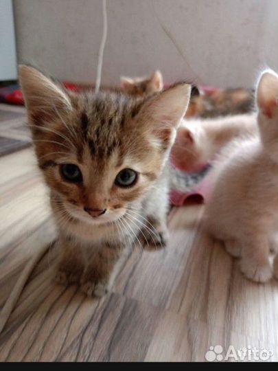 Милые котята в добрые руки