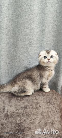 Шотландские котята
