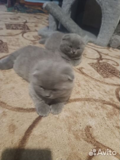 Британская