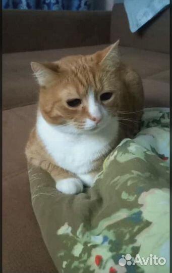 Отдам бесплатно кота