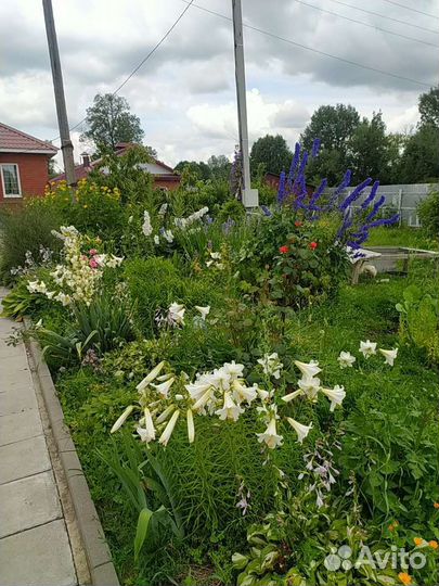 Саженцы лилии