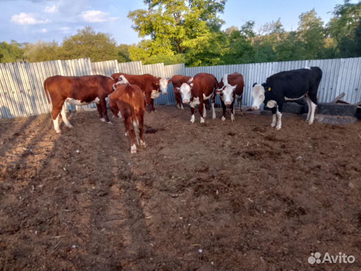 Тёлки и телята