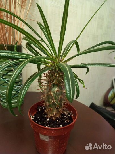 Пахиподиум