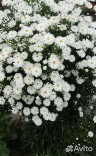 Многолетние растения для сада