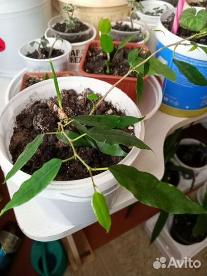 Фикус+финиковая пальма